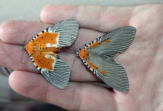 two orange and white butterflies sitting on the palm of someone's hand