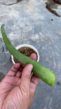 a person holding a cucumber in their left hand with dirt on the ground next to it