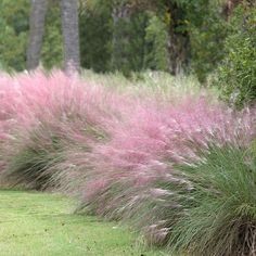 some pink flowers and grass in the park