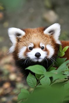 a red panda cub is peeking out from behind some leaves