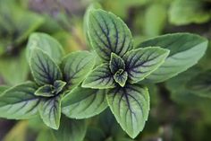 some green leaves with black spots on them