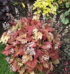 some very pretty colorful plants in the grass