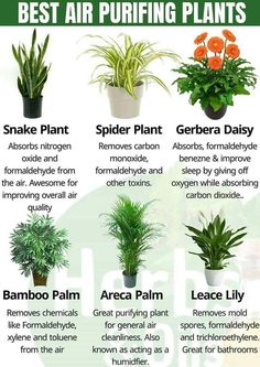 the best air puriing plants for houseplants and other indoor plant care