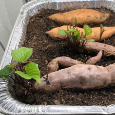 there are some carrots and other plants growing in the soil