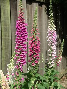 pink and white flowers growing next to a wooden fence