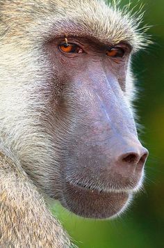 a close up view of a monkey's face