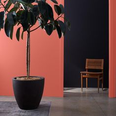 a potted plant sitting on top of a rug next to a wooden chair and wall