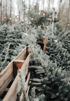 christmas trees are lined up in wooden boxes