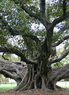 an old tree with very large branches in a park