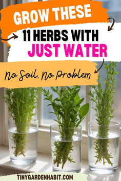 three glass vases with plants in them and the words grow these 11 herbs with just water no soil, no problem