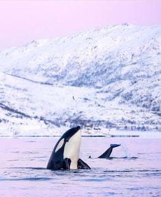 two orca whales swimming in the ocean with snow covered mountains in the back ground