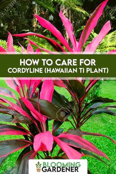 pink flowers with text overlay how to care for cordyline hawaiian ti plant