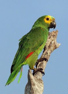 Amazon Parrots, List Of Birds, Amazon Parrot, Birds Parrots, Parakeets, Amazon Rainforest, Dog Wallpaper, Animal References, Anime Animals