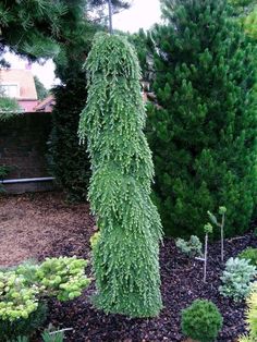 a very tall green tree sitting in the middle of a garden