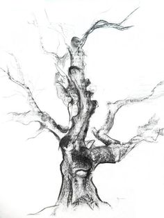 a pencil drawing of a tree with no leaves