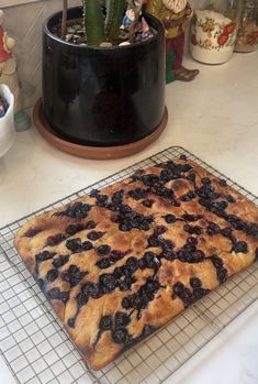 a blueberry cake cooling on a rack in front of a potted cacti