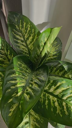 a large green leafy plant sitting on top of a window sill next to a mirror