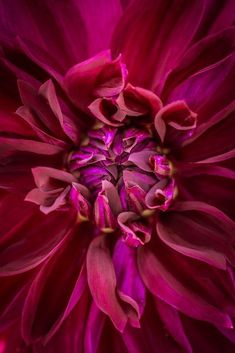 the center of a large purple flower