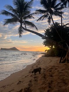 a dog is walking on the beach near some palm trees and water at sunset or dawn