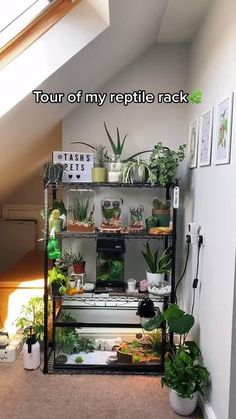 a room filled with lots of plants and potted plants