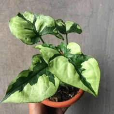 a person holding a potted plant with green leaves