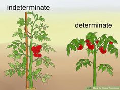 an image of tomatoes growing in the ground and on trees with roots labeled under them