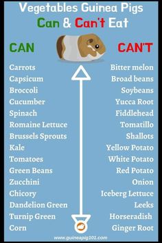 a poster with the words vegetables, guinea pigs can and can't eat on it