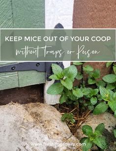 the words keep mice out of your coop without traps or peson on it's side