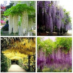 four different types of wistery trees in the park