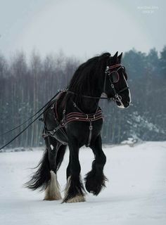 a black horse pulling a sleigh in the snow