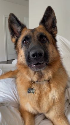 a german shepherd dog sitting on a bed looking at the camera with an intense look