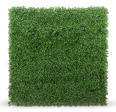 a square shaped boxwood hedge is shown in front of a white background with clipping for text