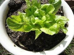 a small green plant is growing in the soil on top of a white bowl with dirt around it