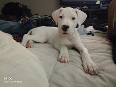 a white dog laying on top of a bed