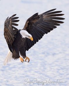 an eagle is flying in the snow with its wings spread out and it's talon extended