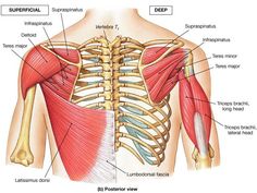 the muscles are labeled in this diagram, and there is also an image of the back