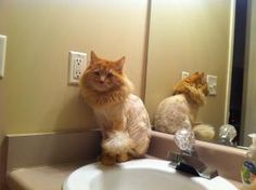 an orange cat sitting on the edge of a bathroom sink next to a mirror with two cats in it