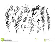 hand drawn leaves and plants set on white background stock photo - image 349874