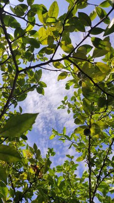 looking up at the leaves and branches of a tree with blue sky in the background