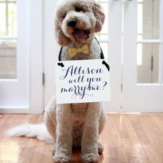 a dog sitting on the floor holding a sign that says save the date