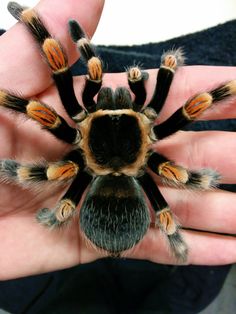 a person is holding a large spider in their hand