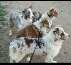 four dogs on a leash standing in the dirt