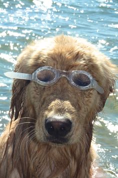 a wet dog wearing goggles in the water