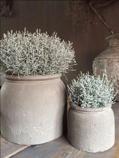 two vases with plants in them sitting on a table