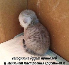 a kitten sitting on top of a mattress next to a cardboard box with the words in russian