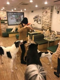 several dogs in a room with people standing around and looking at something on the wall