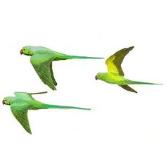 three green birds flying in the sky together