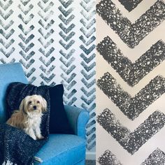 a dog sitting on a blue chair next to a wall with black and white chevrons