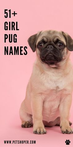 Girl pug names - choose the perfect name for your pug pal! Great ideas like Ziva, Leia, Zelda, Shadow, Nala, Lottie, Bess, Zora, Oshi, Zoe... #girlpugnames #pugnames Girl Pug Names, Girl Pet Names, Puppies Names Female, Pug Names