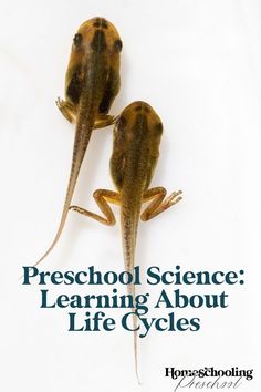 two geckos sitting next to each other on top of a white surface with the words preschool science learning about life cycles